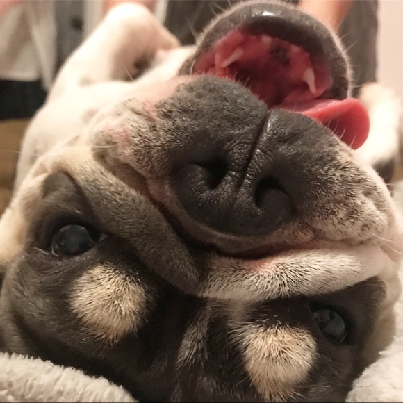 Meet your Posher, Luna ๐
๐ป๐๐๐ - Picture 3 of 11